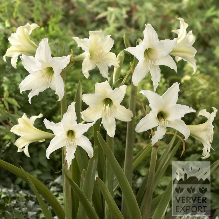 Amaryllis sonatini 'Swan Lake' (36144)