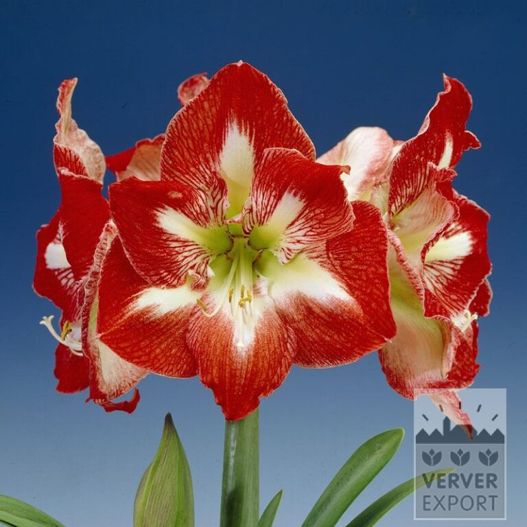 Amaryllis - binnencultuur 'Minerva' (36146)