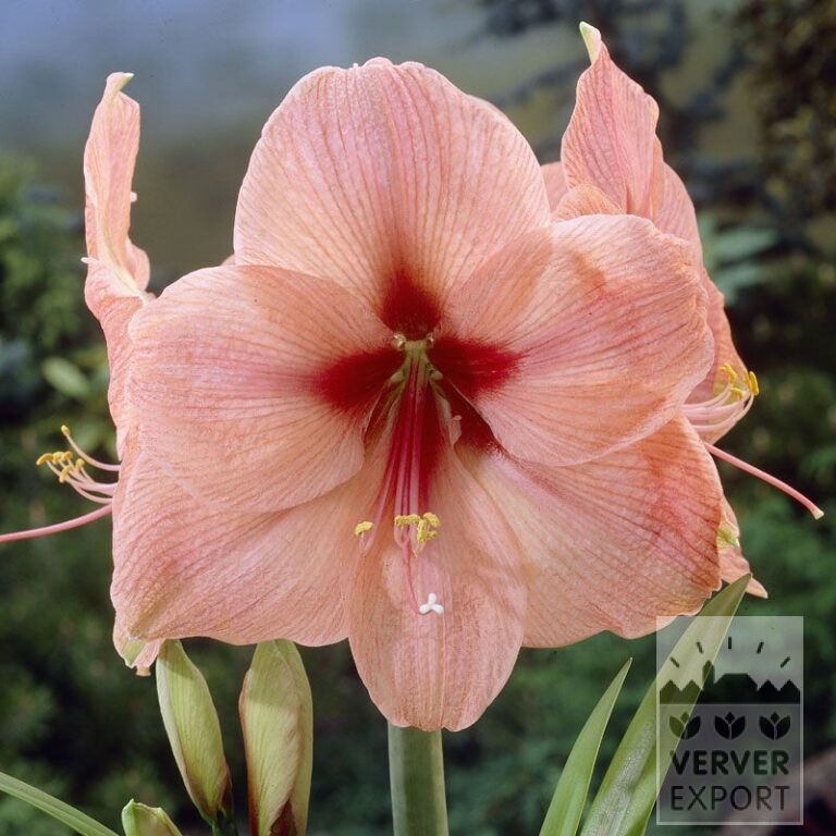 Amaryllis - binnencultuur 'Rilona' (36147)