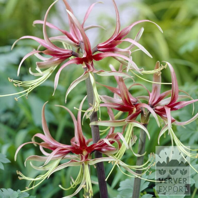 Amaryllis - binnencultuur 'Chico' (36148)
