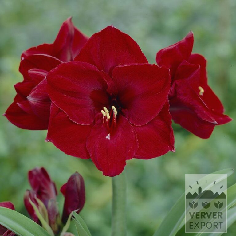Amaryllis - binnencultuur dubbel 'Benfica' (36149)