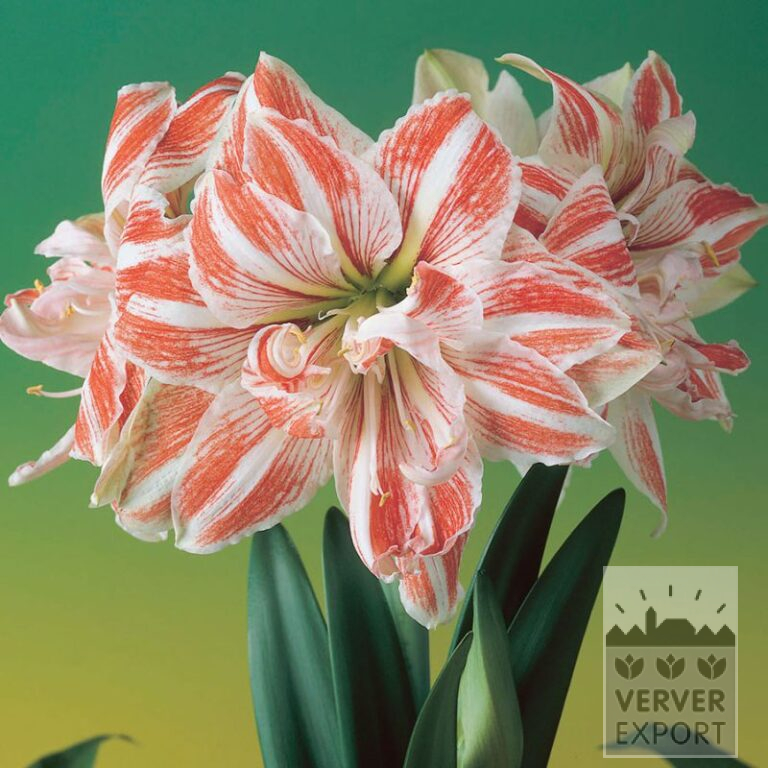 Amaryllis - binnencultuur dubbel 'Dancing Queen' (36151)