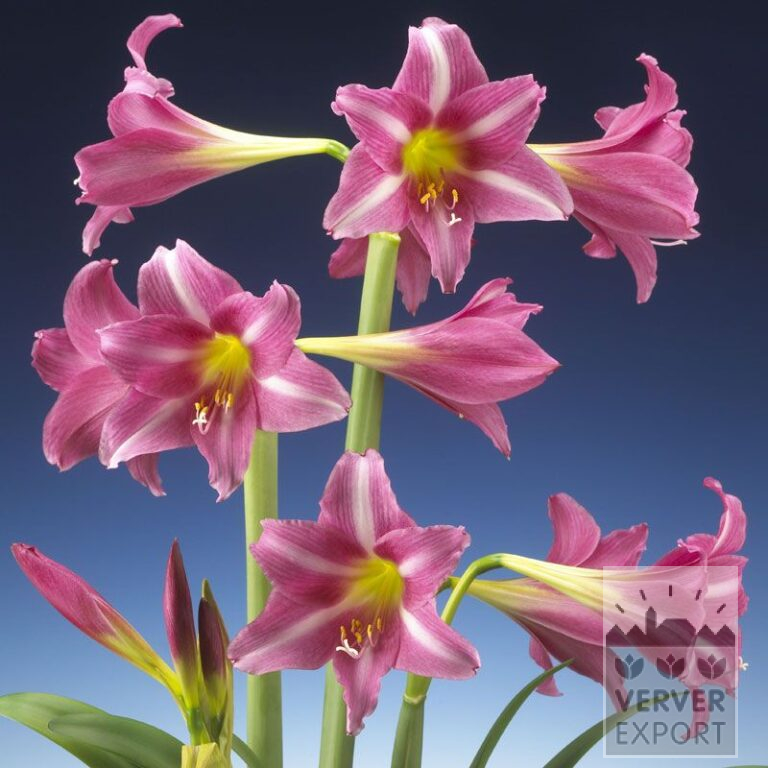 Amaryllis - binnencultuur trompette 'Estella' (36154)