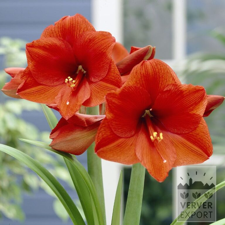 Amaryllis - binnencultuur 'Orange Souvereign' (36156)
