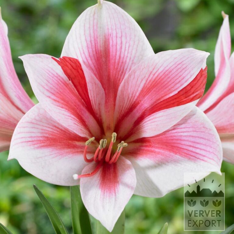 Amaryllis - binnencultuur 'Gervase' (36159)