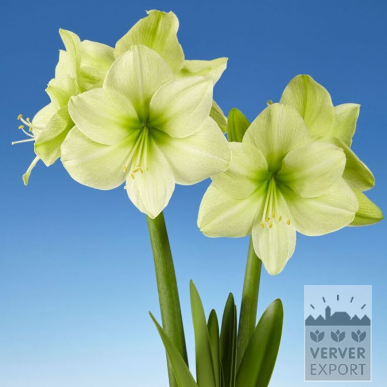 Amaryllis - binnencultuur 'Fantasy' (36163)