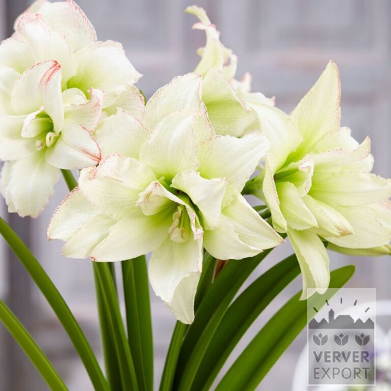 Amaryllis - binnencultuur double 'Marilyn' (36164)