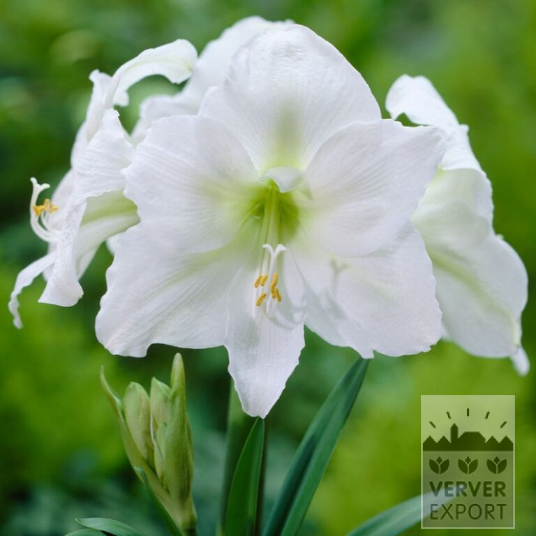 Amaryllis - binnencultuur 'Mont Blanc' (36165)