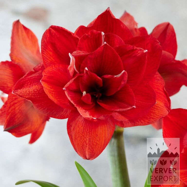 Amaryllis - binnencultuur double 'Double King' (36167)