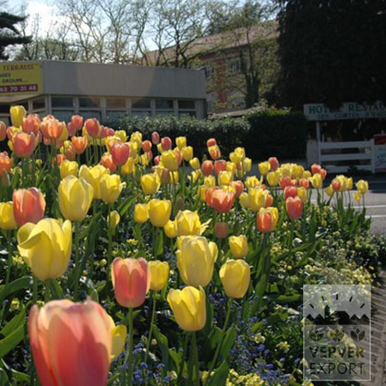 Tulpen 'Marit' (12179) - Afbeelding 2