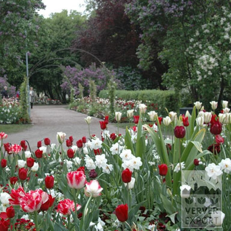 Tulpen 'Calgary' (12105) - Afbeelding 2
