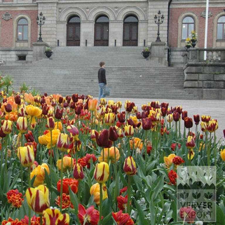 Tulpen 'Gold Dust' (12240) - Afbeelding 2