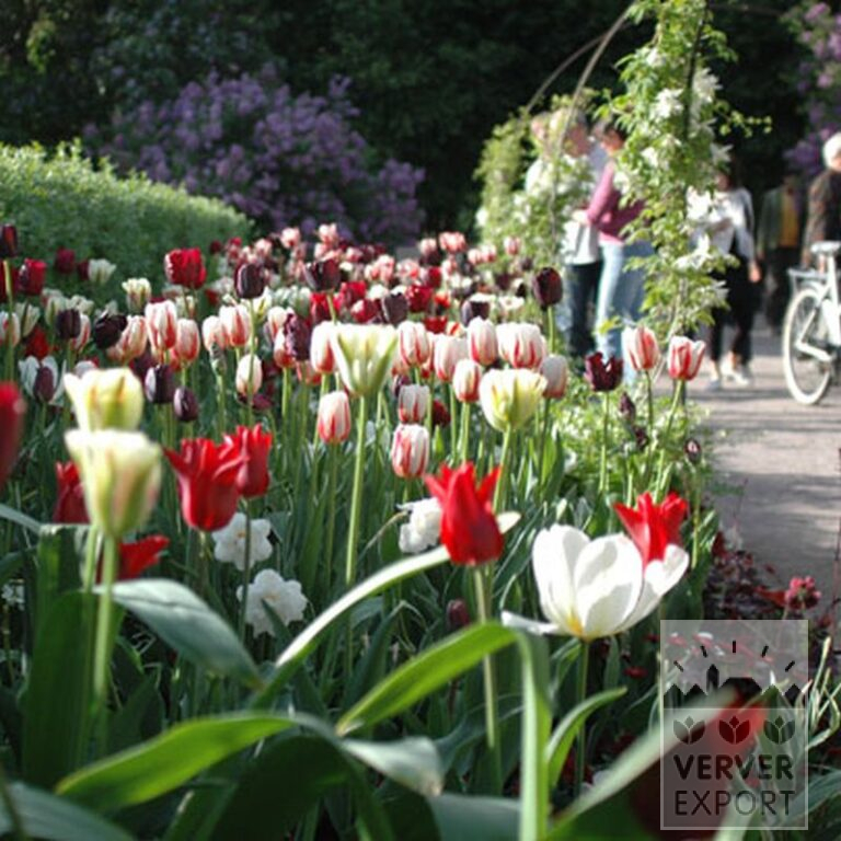 Tulpen 'Spring Green' (12288) - Afbeelding 3