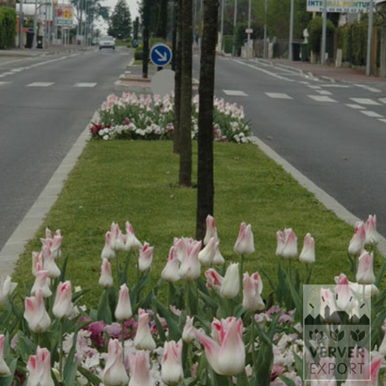 Tulpen 'Holland Chic' (12500) - Afbeelding 2