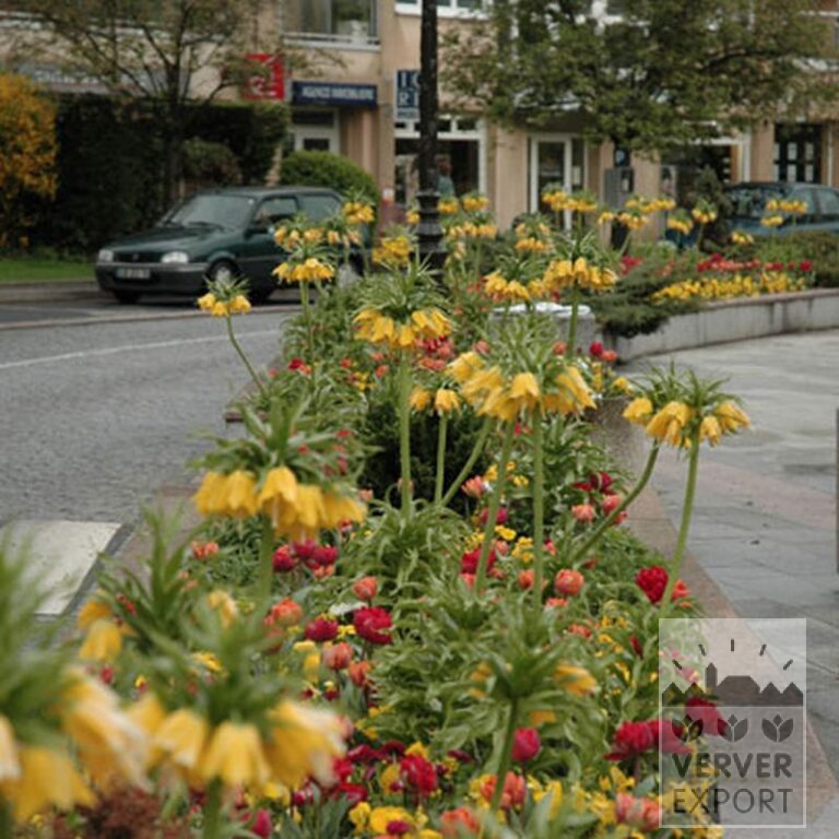 Fritillaria imperialis 'Lutea' (16053) - Afbeelding 2