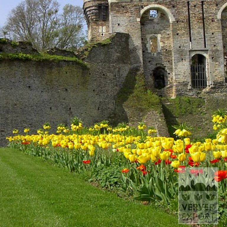 Fritillaria imperialis 'Lutea' (16053) - Afbeelding 3