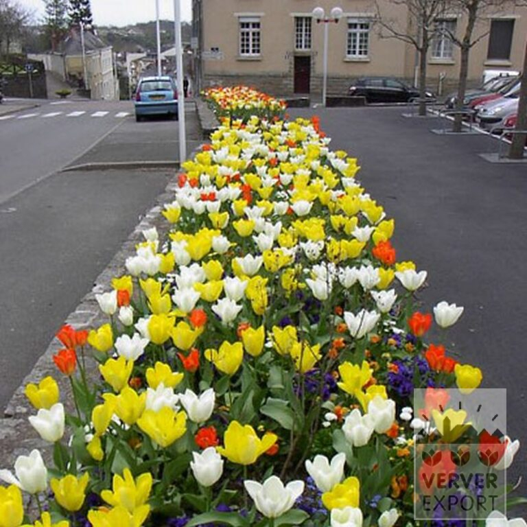 Mix Verver 'Ville d'Auxerre' © (11027) - Afbeelding 2