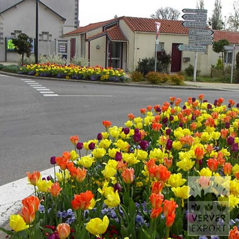 Mix Verver 'Ville de Malakoff' © (11039) - Afbeelding 2