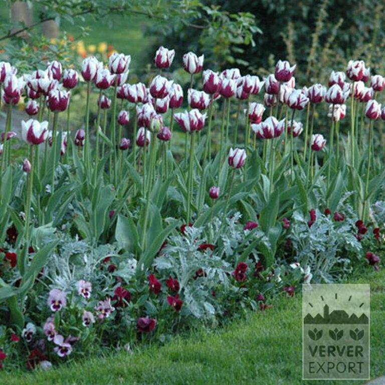 Tulpen 'Rem's Favourite' (12379) - Afbeelding 2