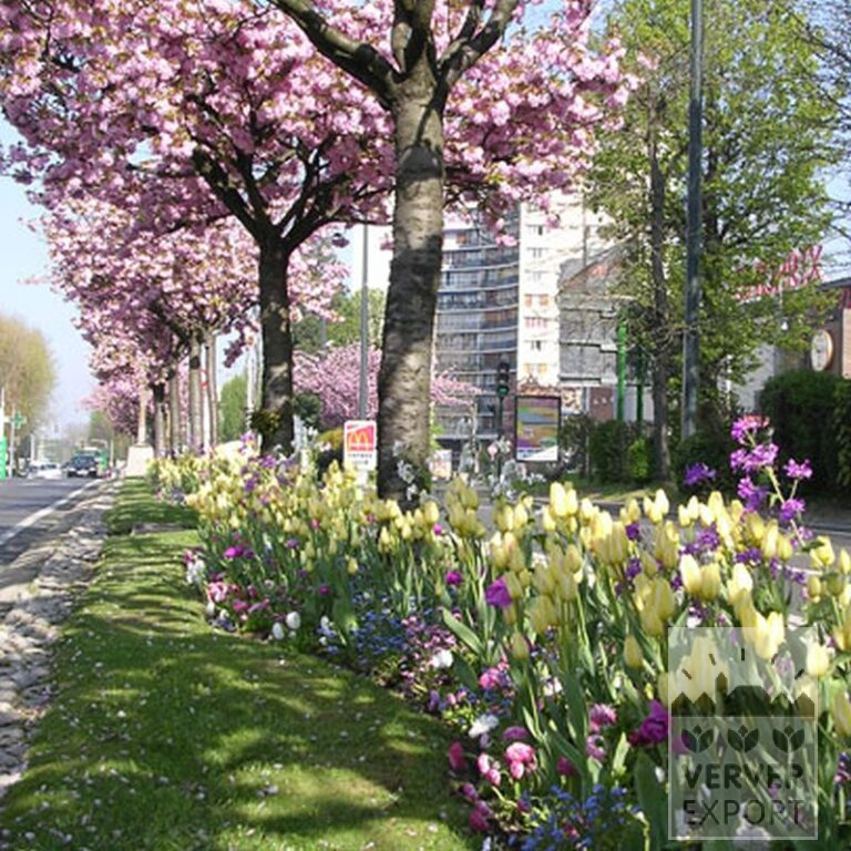 Tulpen 'Antoinetta' (12263) - Afbeelding 2