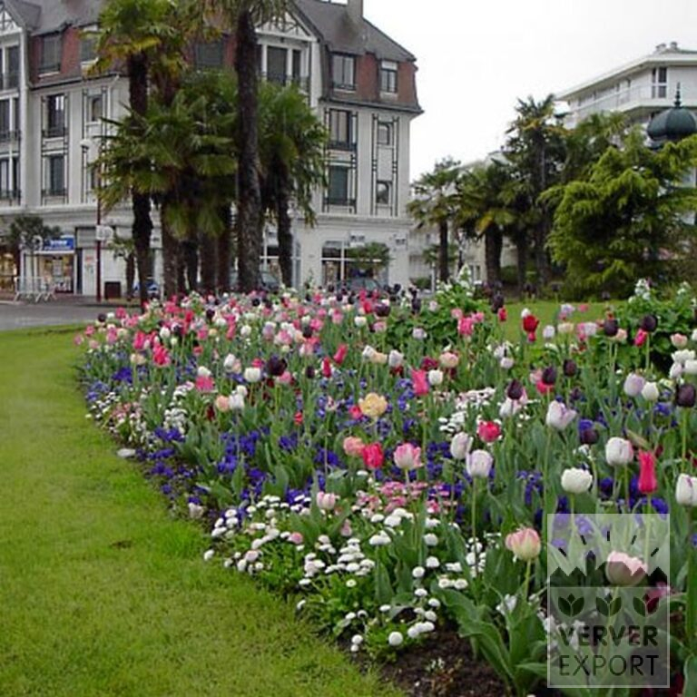 Tulpen 'Havran' (12139) - Afbeelding 2
