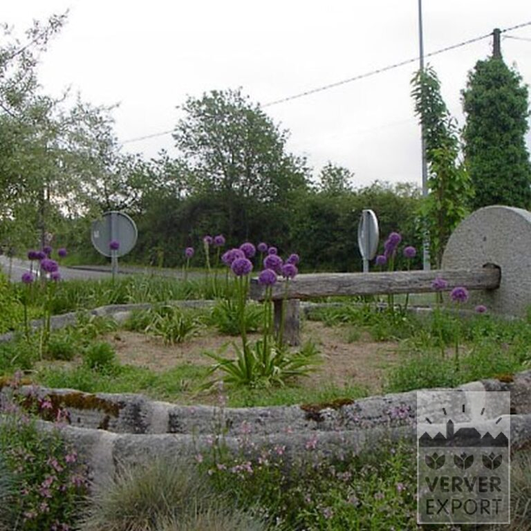 Allium giganteum (16006) - Afbeelding 2