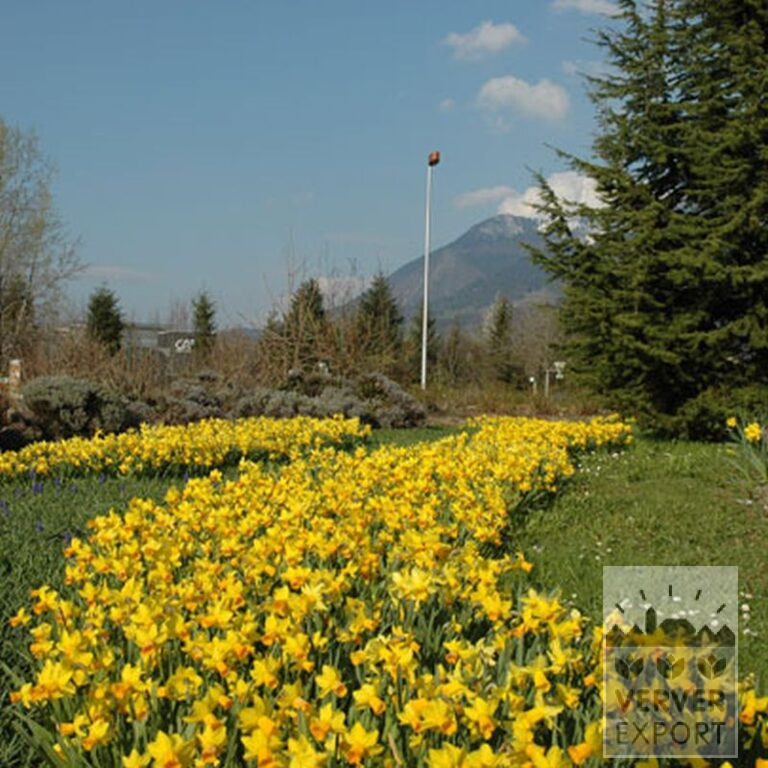 Narcissen 'Fortissimo' (15033) - Afbeelding 3