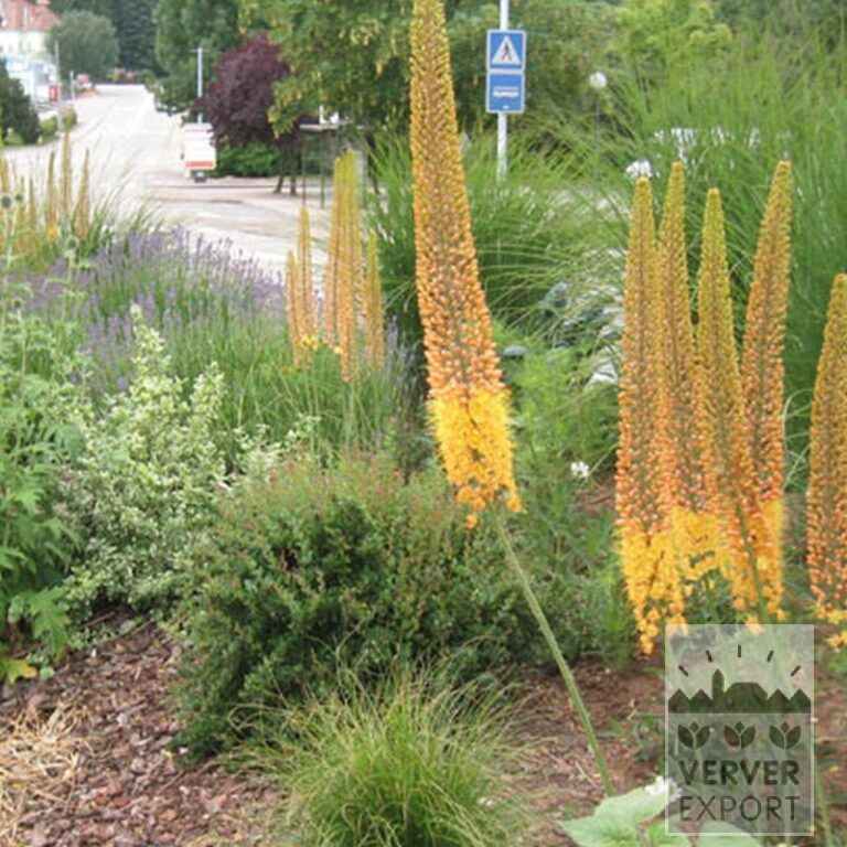 Eremurus ruyter 'Emmy Ro' (16044) - Afbeelding 2