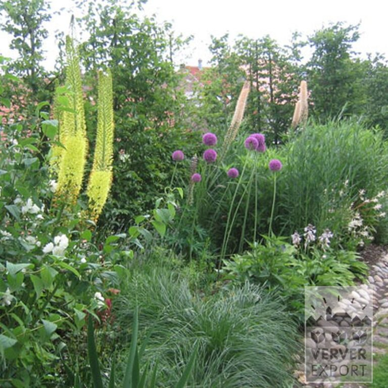 Eremurus robustus (16041) - Afbeelding 2