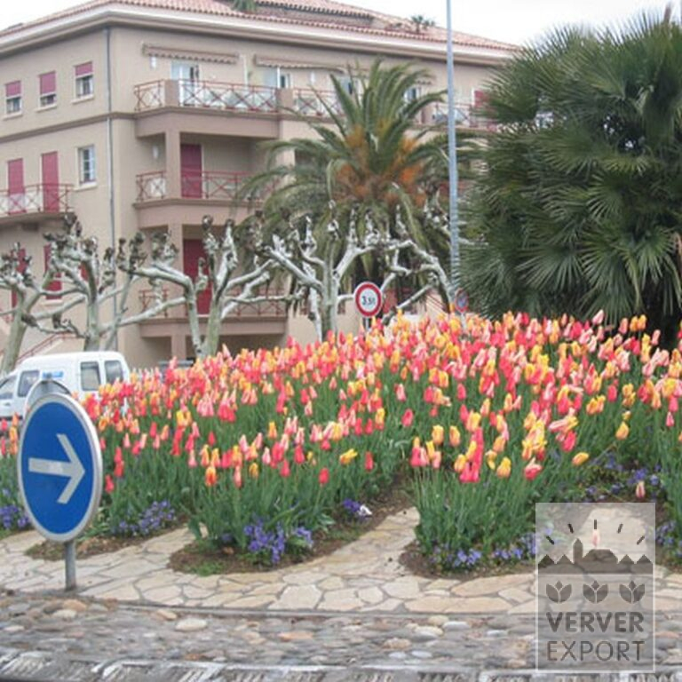 Tulpen 'Temple of Beauty' (12221) - Afbeelding 2