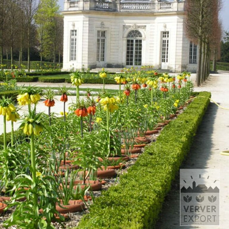 Fritillaria imperialis 'Lutea' (16053) - Afbeelding 4