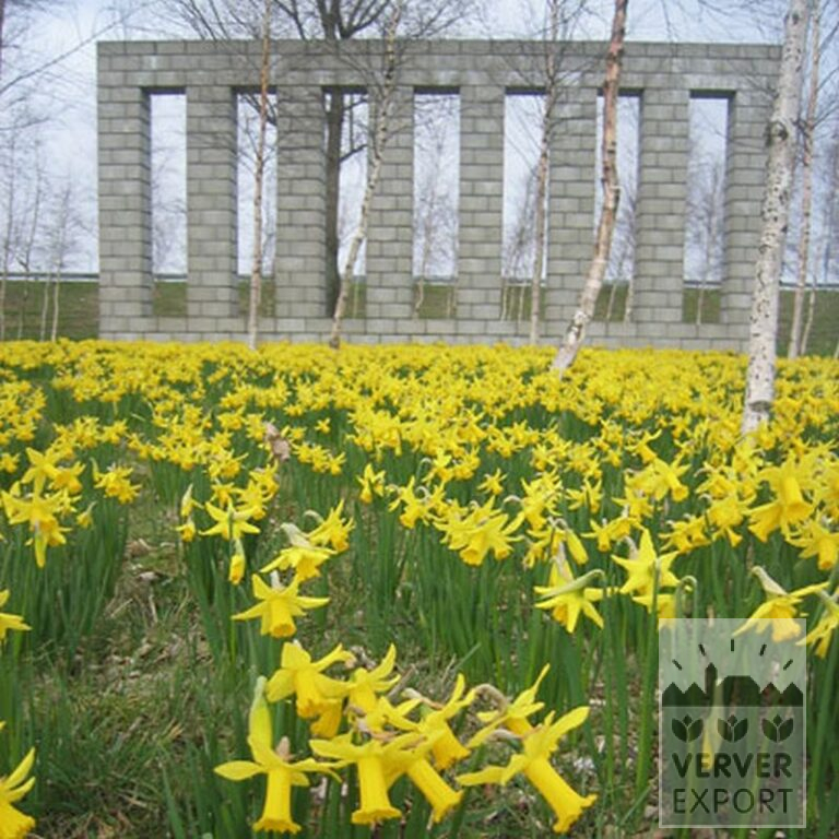 Narcissen 'Peeping Tom' (15007) - Afbeelding 2