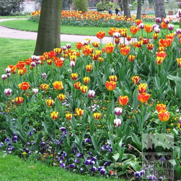 Tulpen 'Rem's Favourite' (12379) - Afbeelding 3