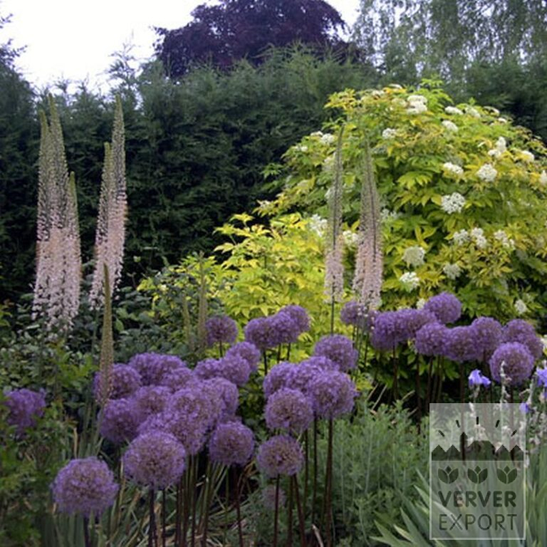 Allium giganteum (16006) - Afbeelding 3
