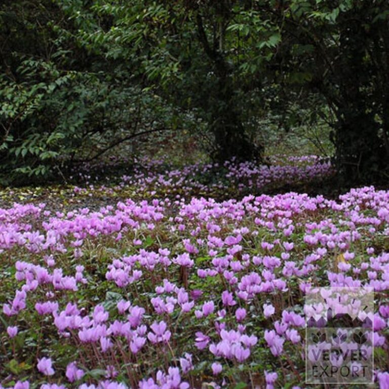 Cyclamen hederifolium (16036) - Afbeelding 2