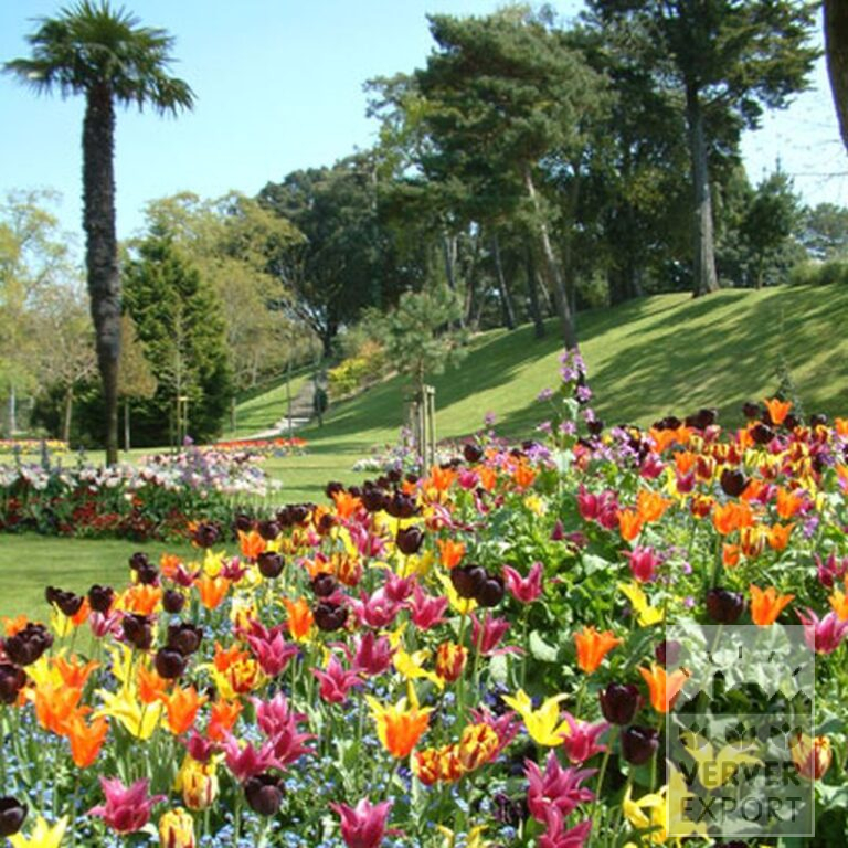 Tulpen 'Havran' (12139) - Afbeelding 3