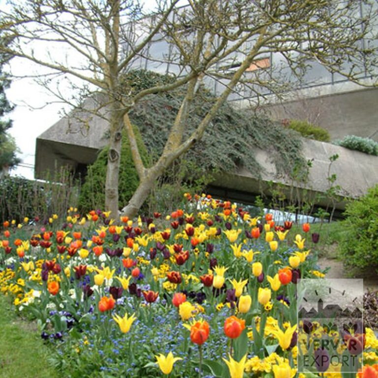 Tulpen 'Havran' (12139) - Afbeelding 5