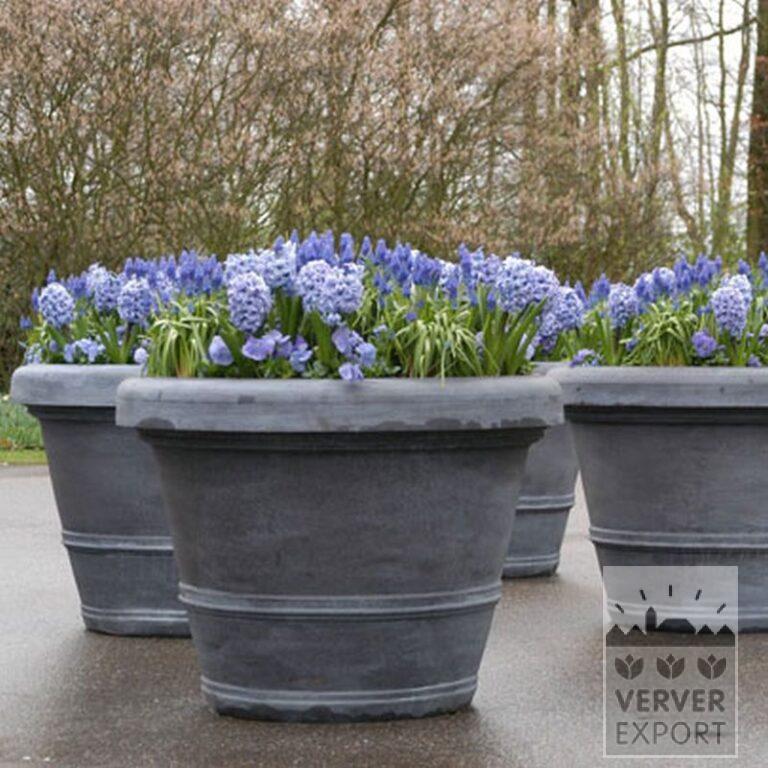 Hyacinten 'Delfts Blue' (13006) - Afbeelding 2