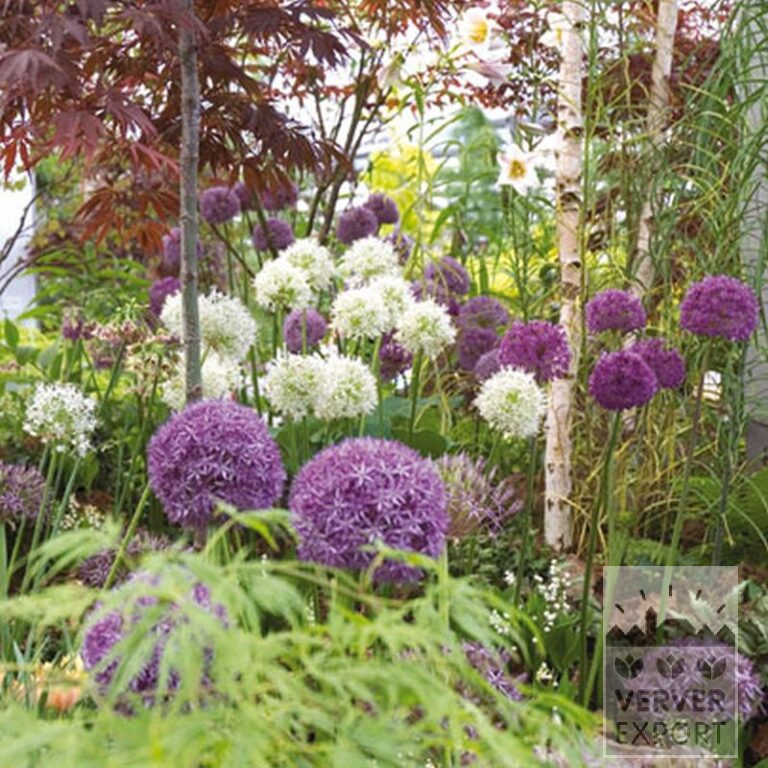 Allium giganteum (16006) - Afbeelding 4