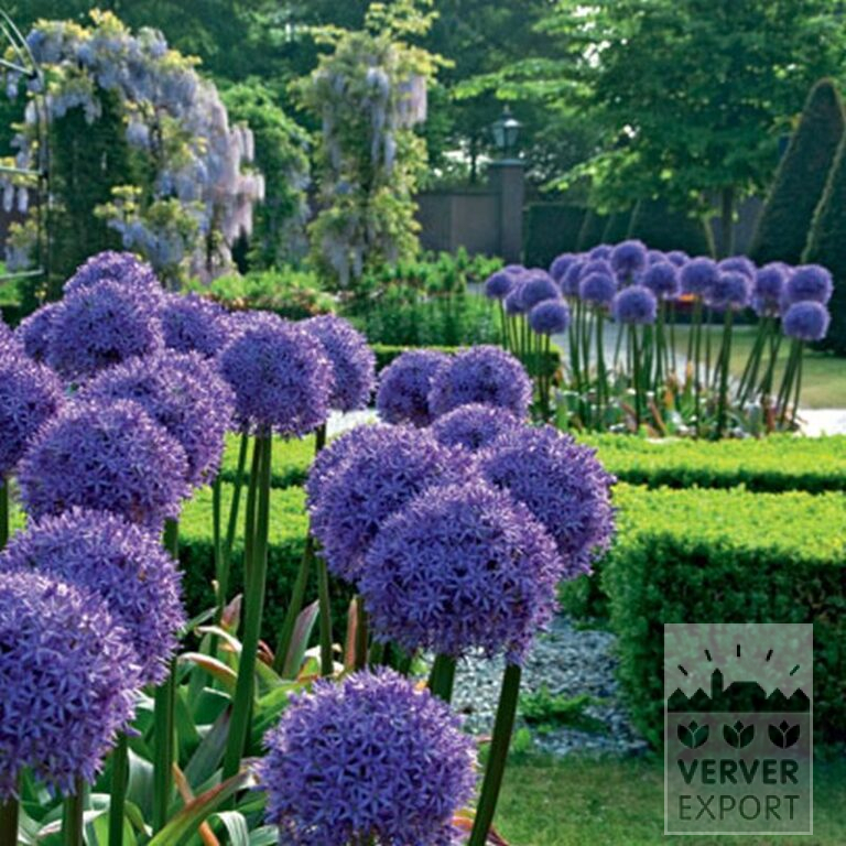 Allium 'Globemaster' (16007) - Afbeelding 2