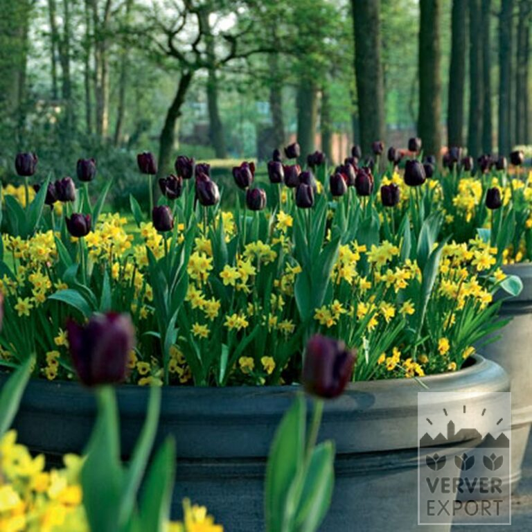 Narcissen 'Tête-à-Tête' (15009) - Afbeelding 2