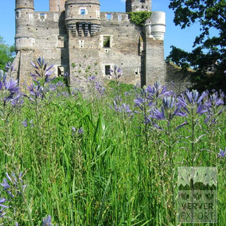 Camassia leichtlinii 'Caerulea' (16028) - Afbeelding 2