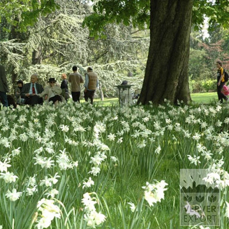 Narcissen 'Thalia' (15066) - Afbeelding 2