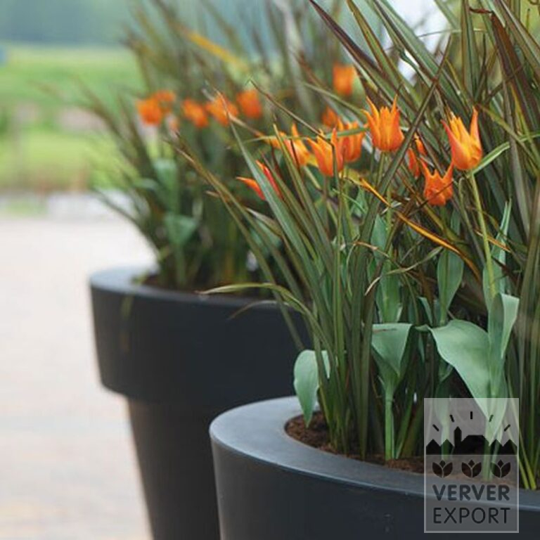 Tulpen 'Ballerina' (12185) - Afbeelding 3