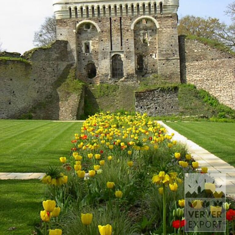 Fritillaria imperialis 'Lutea' (16053) - Afbeelding 6