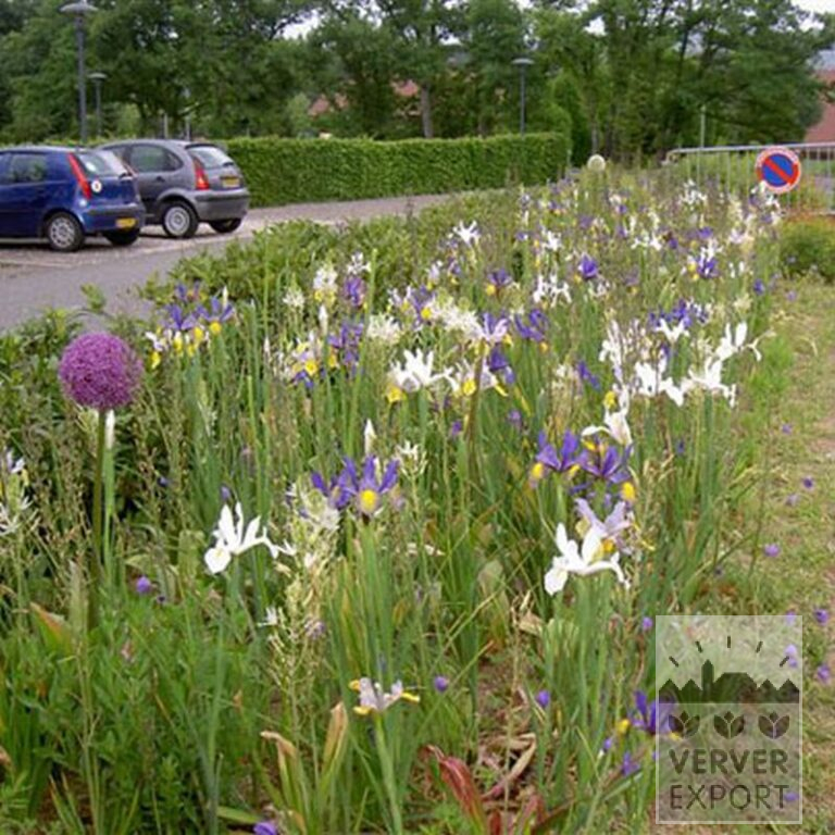 Hollandse Iris 'Saturnus' (36067) - Afbeelding 2