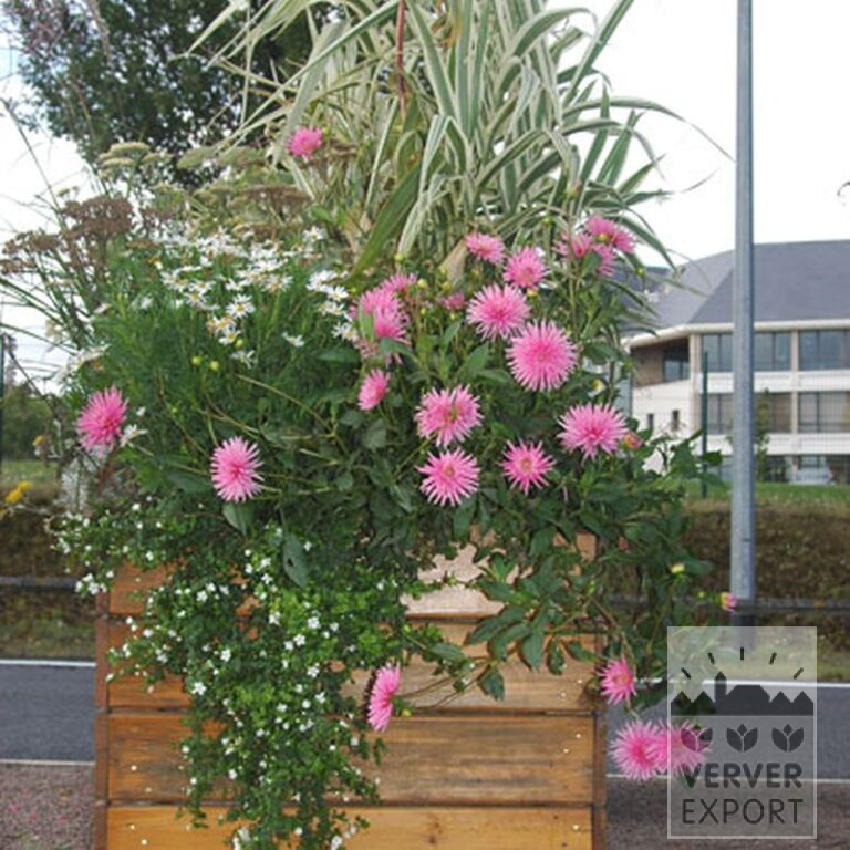 Dahlia 'Park Princess' (22022) - Afbeelding 2