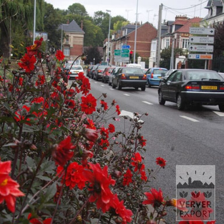 Dahlia 'Bishop of Llandaff' (22159) - Afbeelding 3