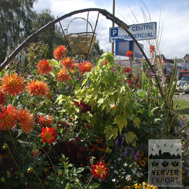 Dahlia 'Sangria' (22053) - Afbeelding 4