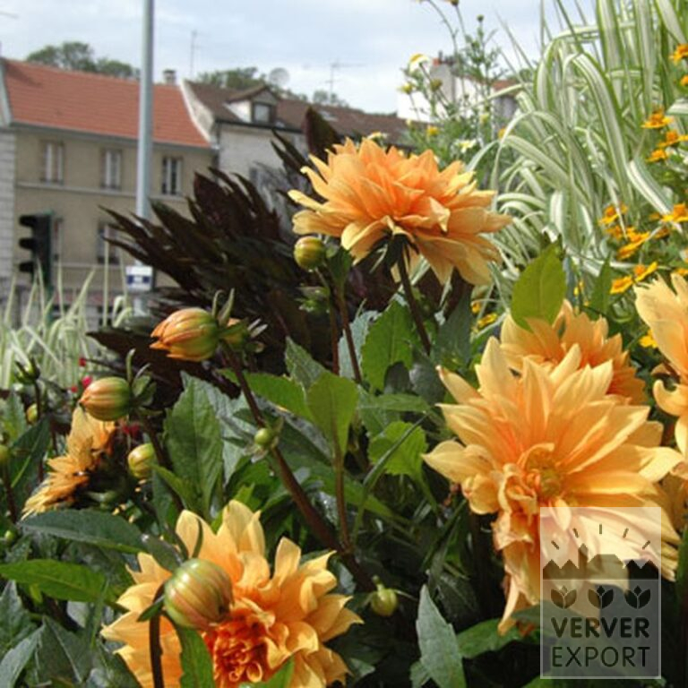 Dahlia 'Glorie van Heemstede' (22078) - Afbeelding 2